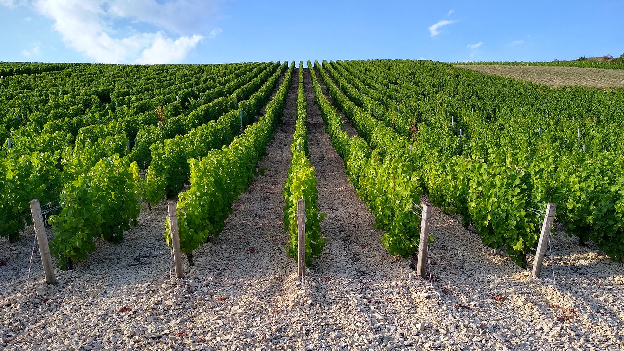 New Zealand sauvignon blanc vineyard